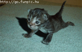 strong cat